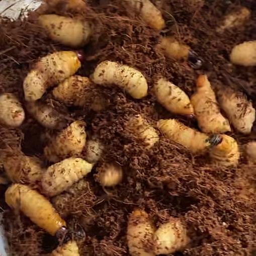 昆虫的秘密㊙