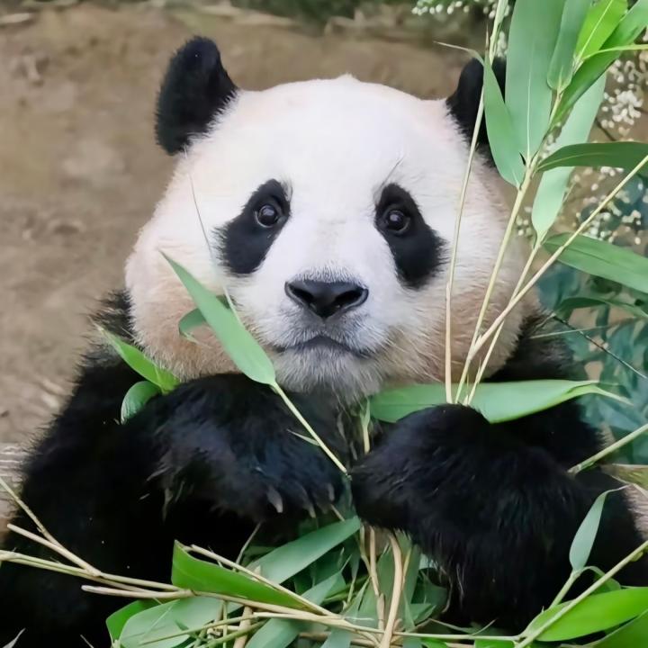 听风的蚕丝