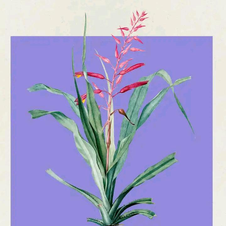 瑞瑞奶奶
