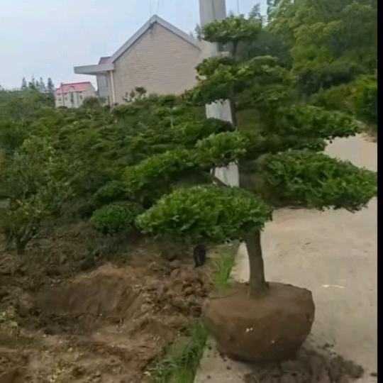 诗韵绿洲园林