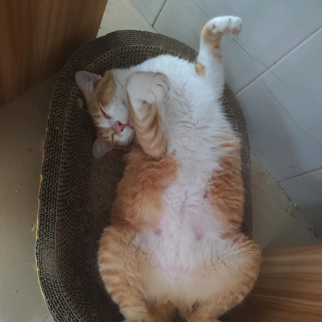 目录