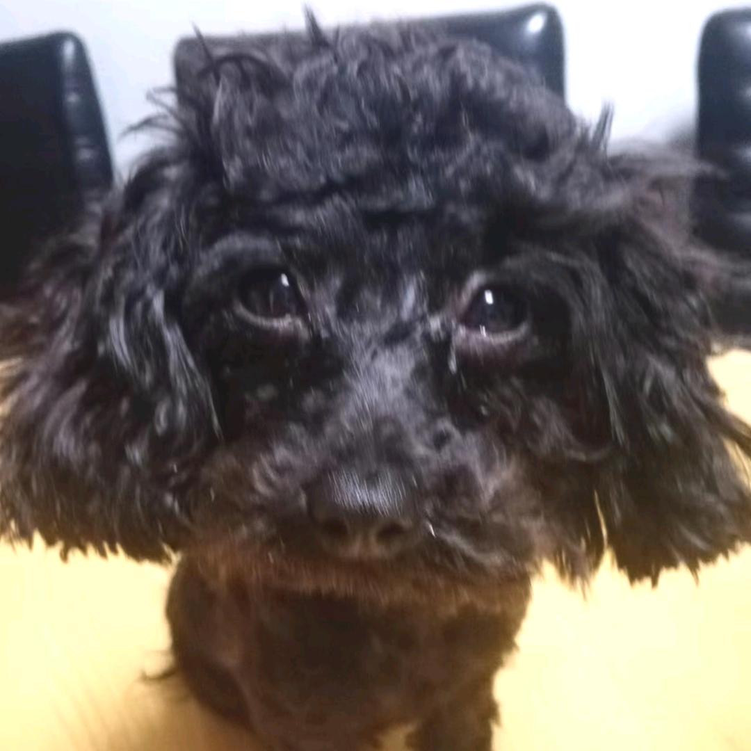 平淡老六家的旺仔