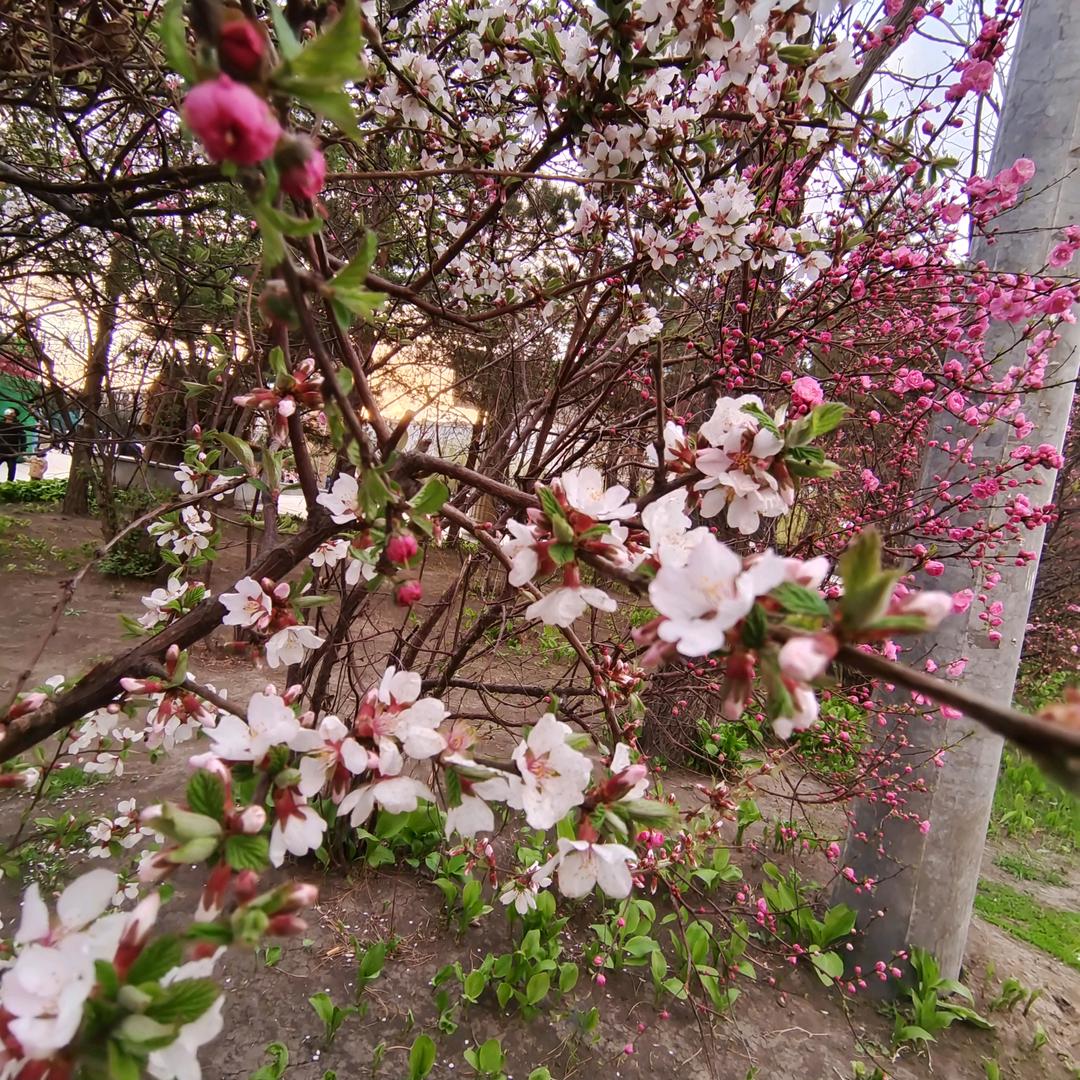 孙花花老舅洋洋