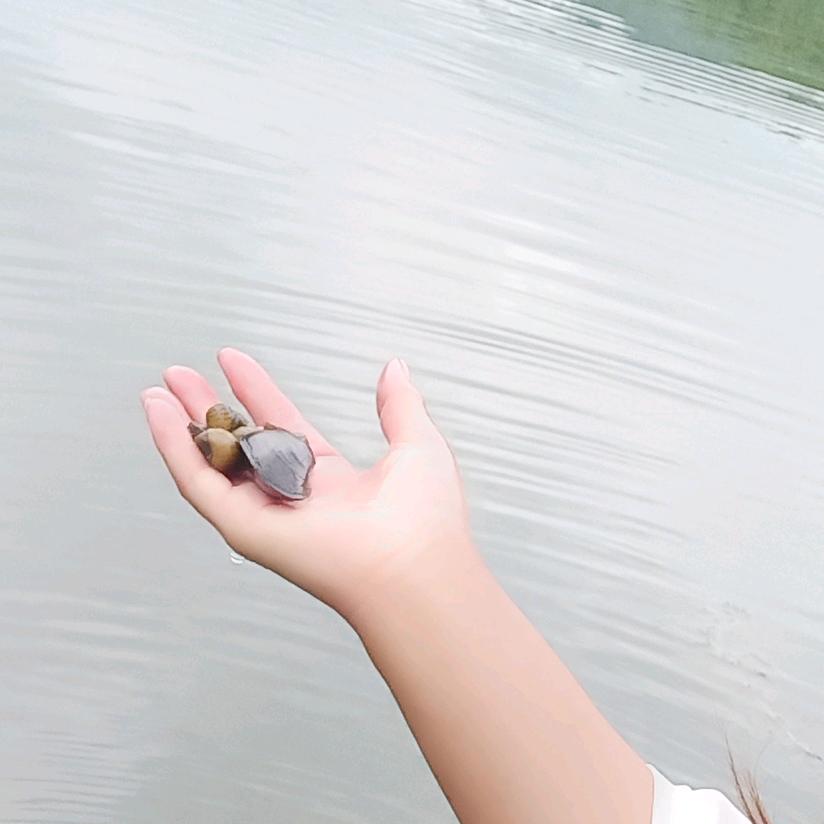 英花草