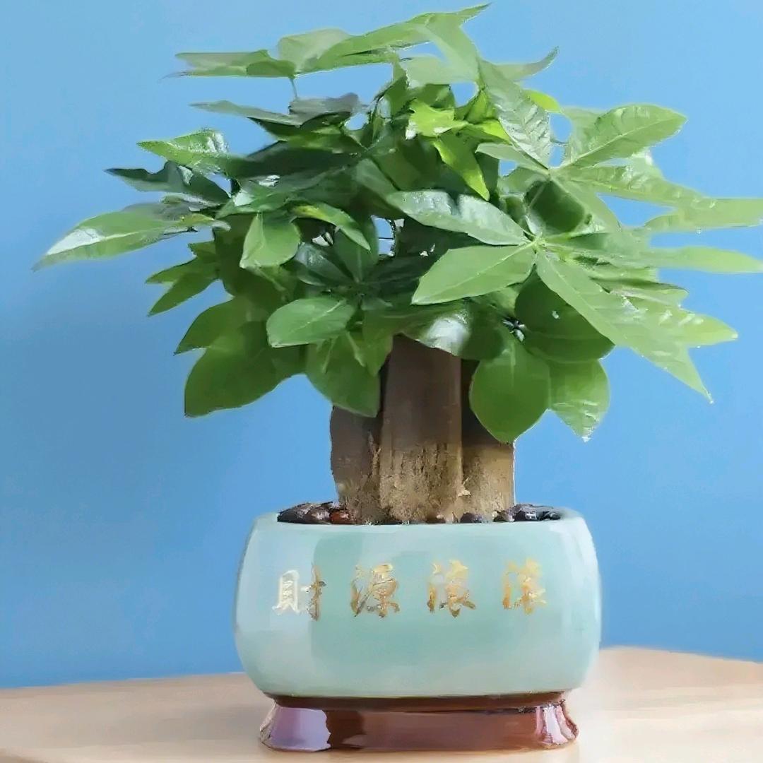 苗苗工厂清货