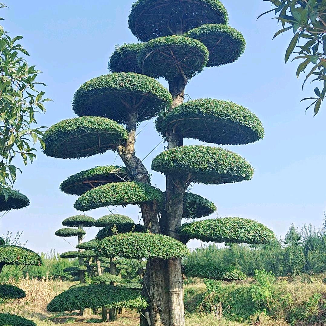 湖北京山对节