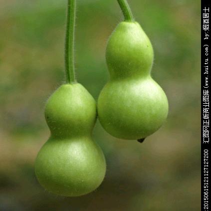琳琳葫芦