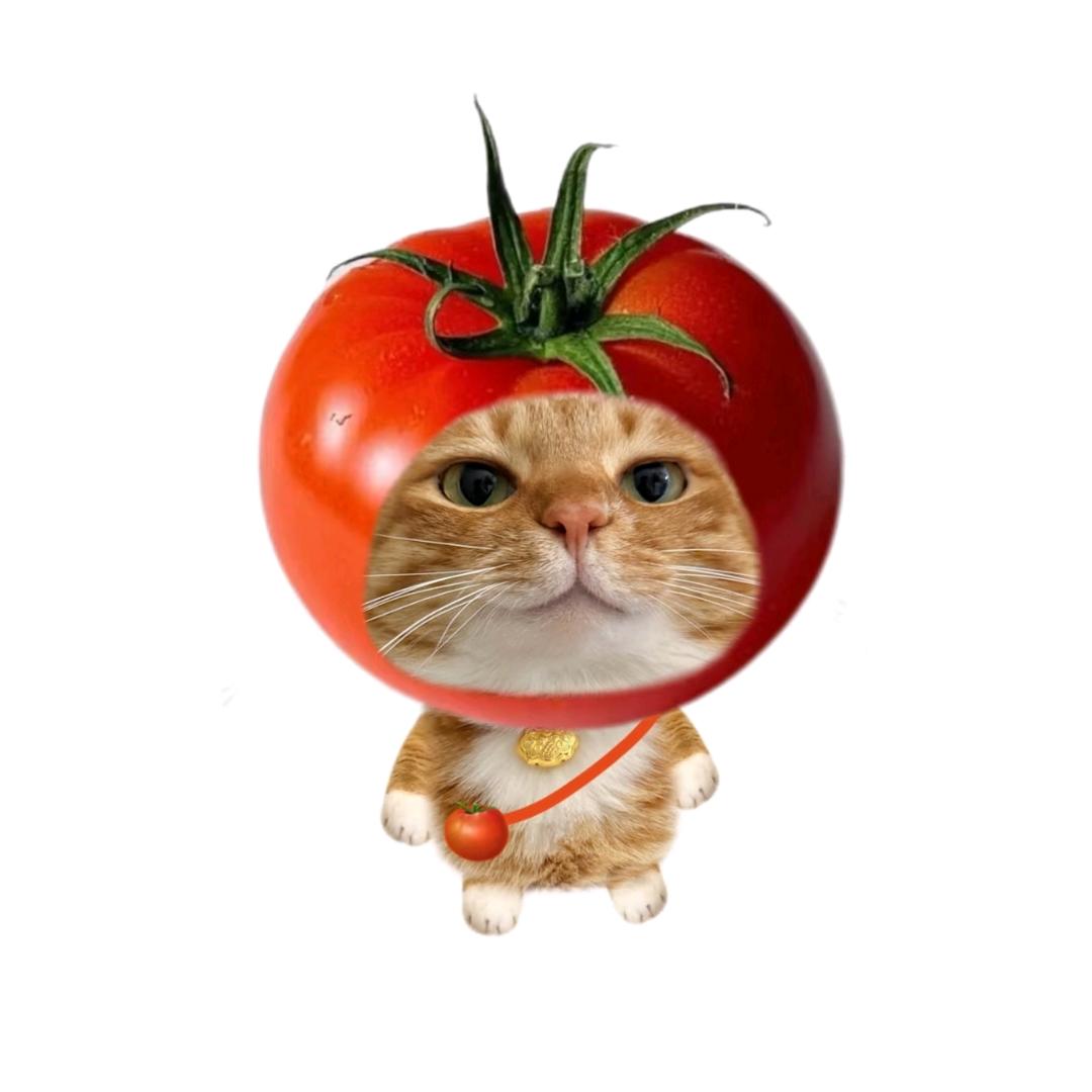 橘猫的穿搭日记
