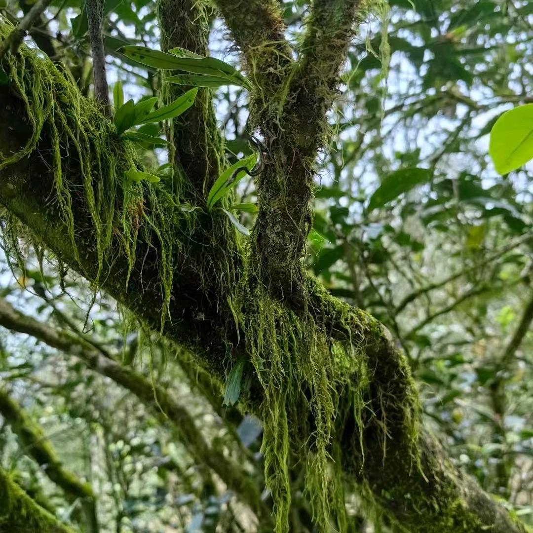 老范茶舍