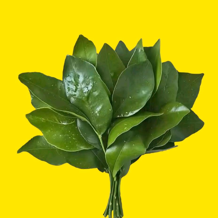 栗酱