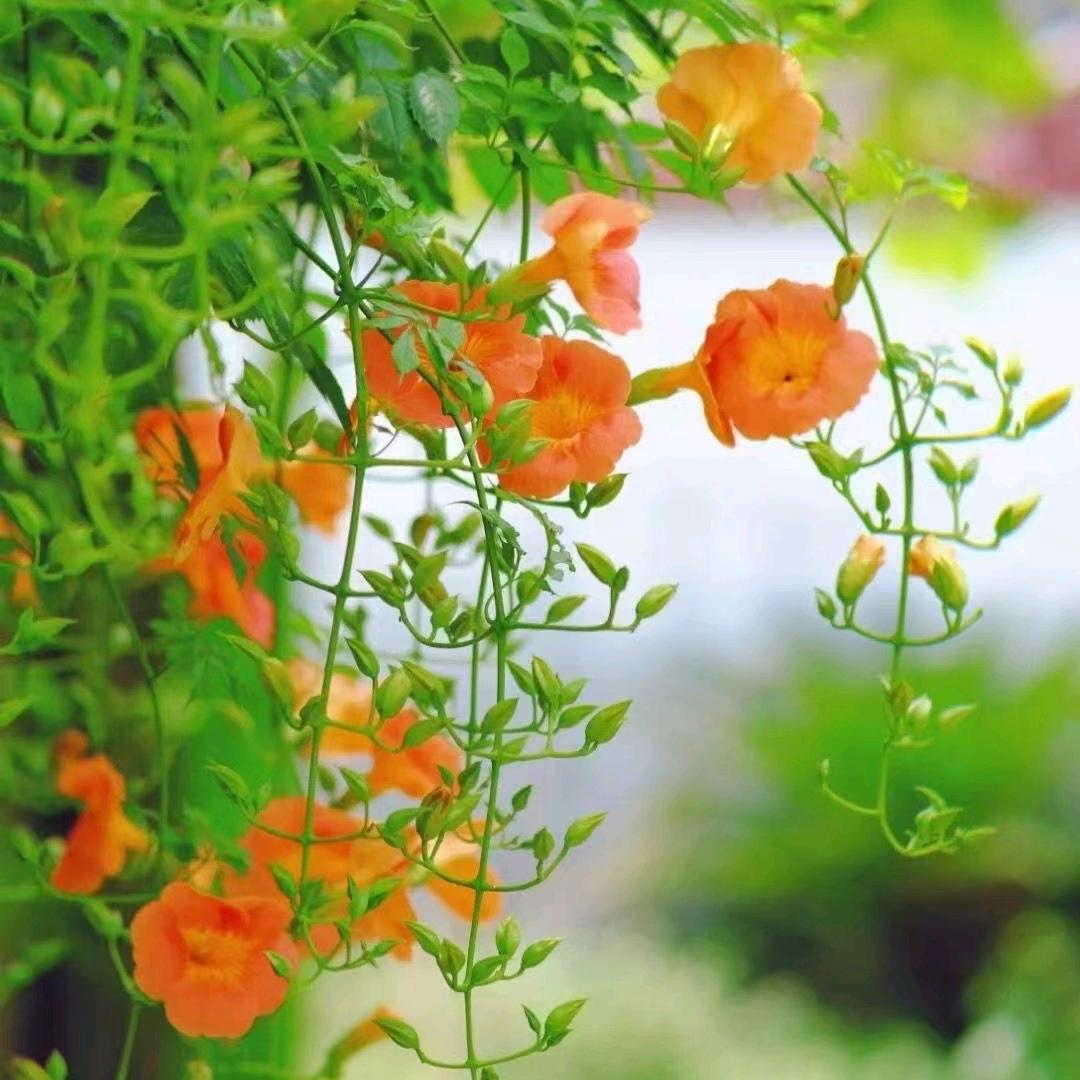 🥀ঞ零下七度₅₂₀💞࿐