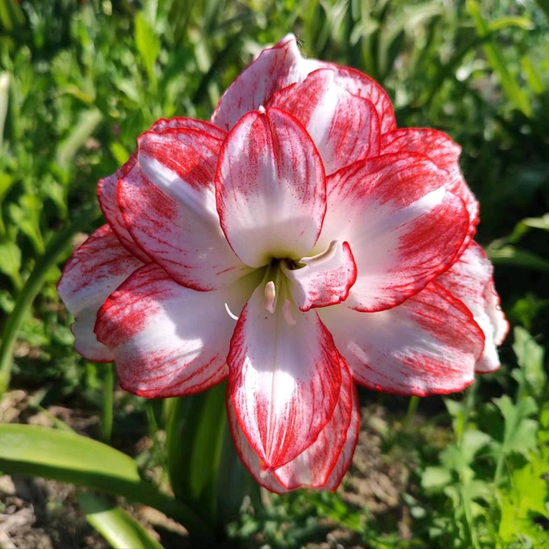 花在云间花店