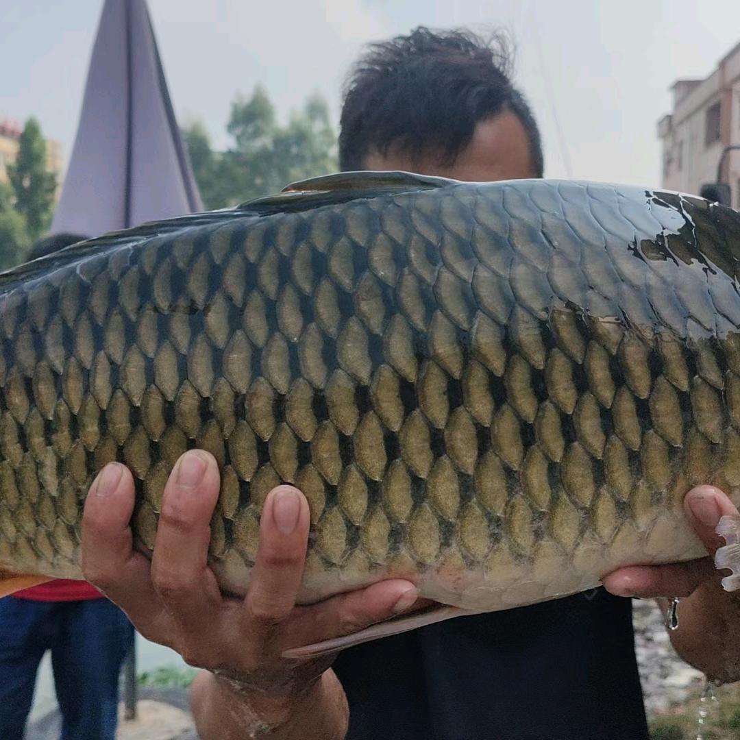 四川老实人钓鱼🎣