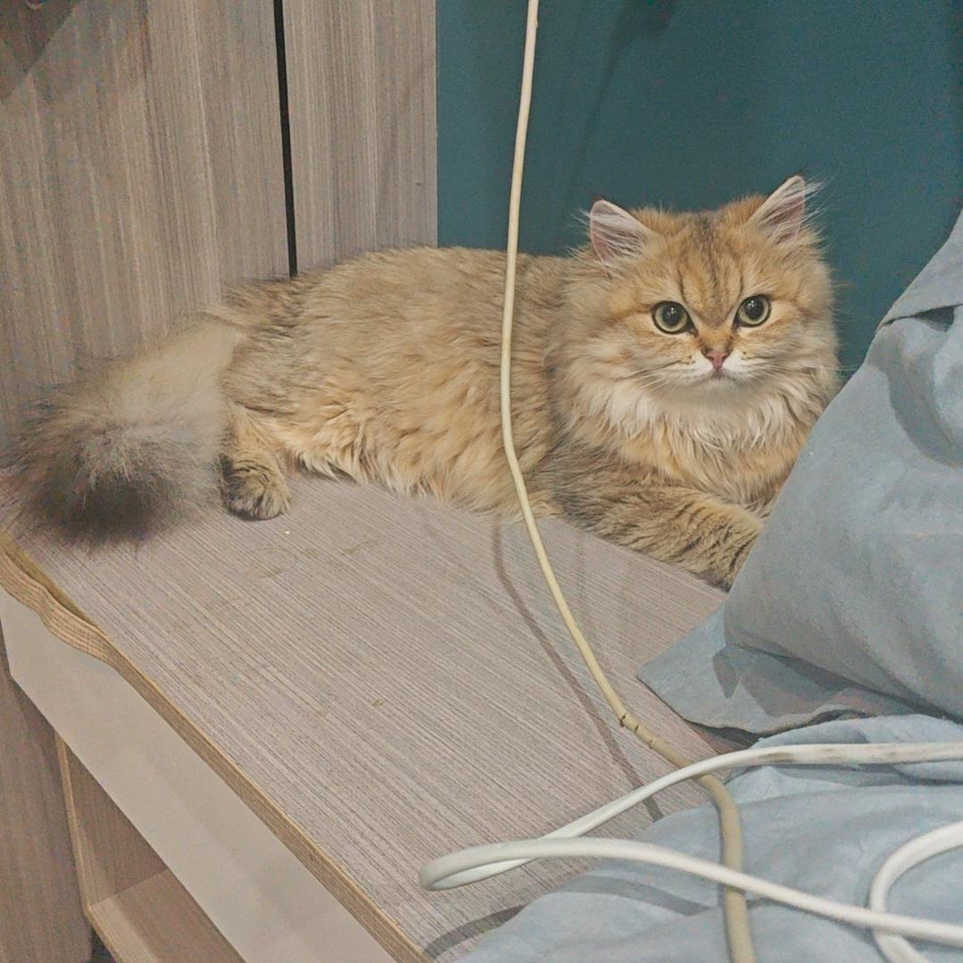 毛毛