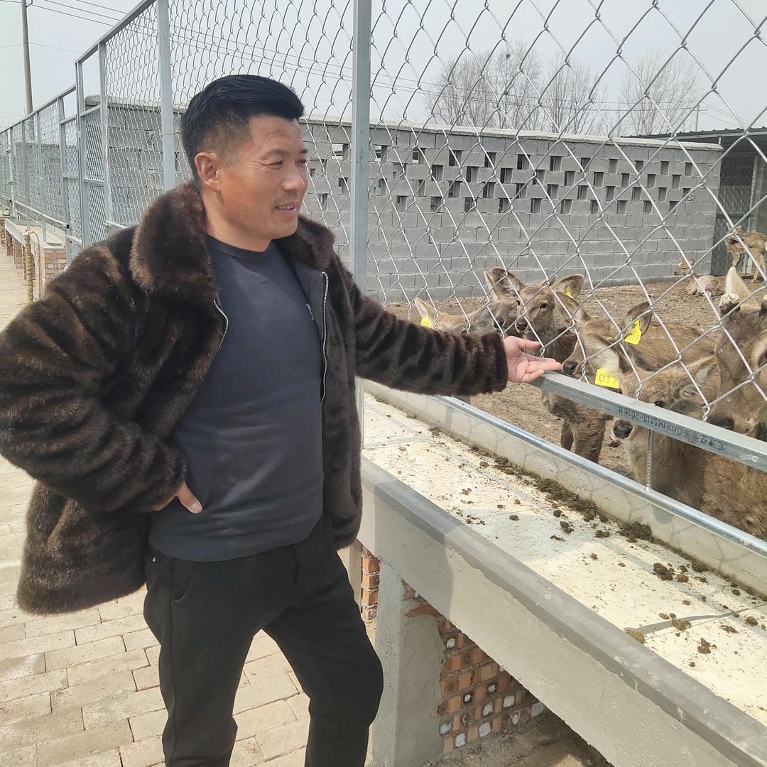 梅花鹿养殖 老杨