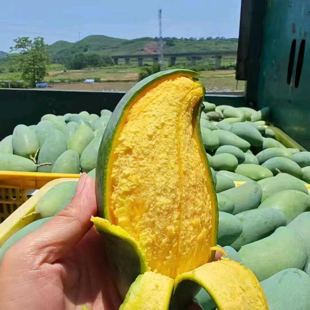 盛誉鲜果（百色芒果）