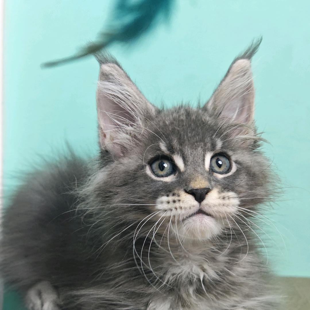 不花缅因信息咨询服务