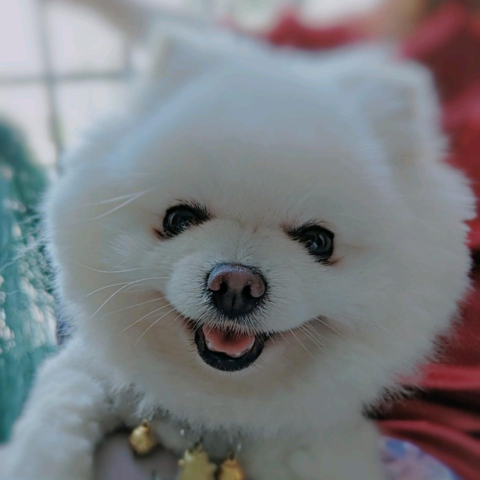 乖乖吖