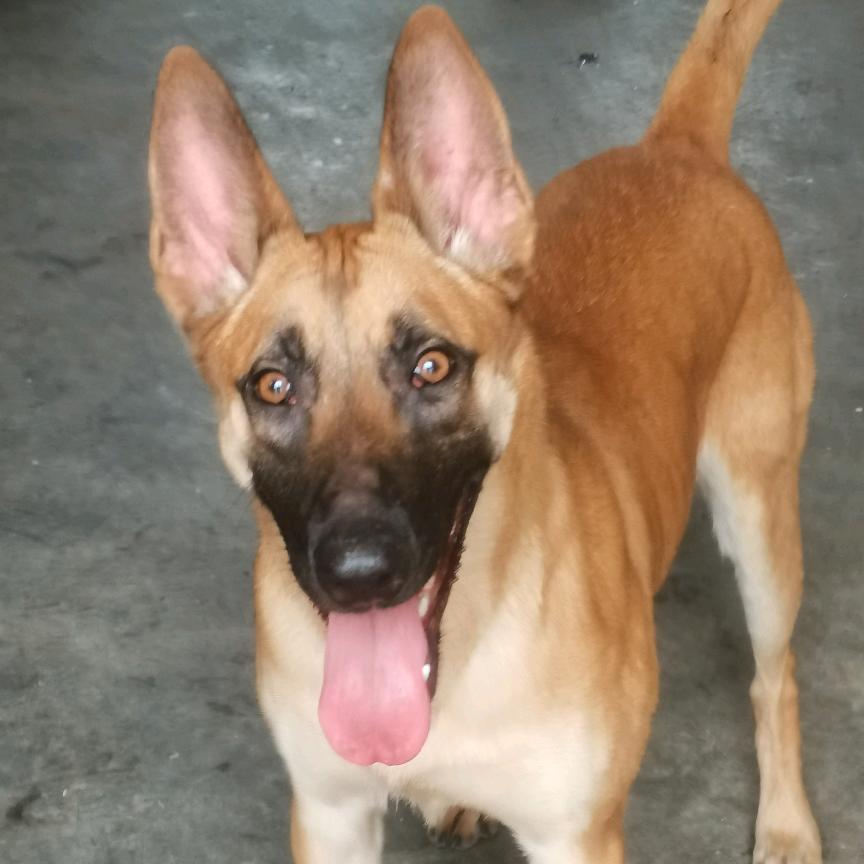 马犬（西米）