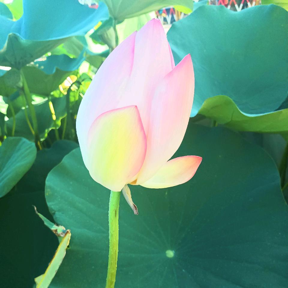 农村娃