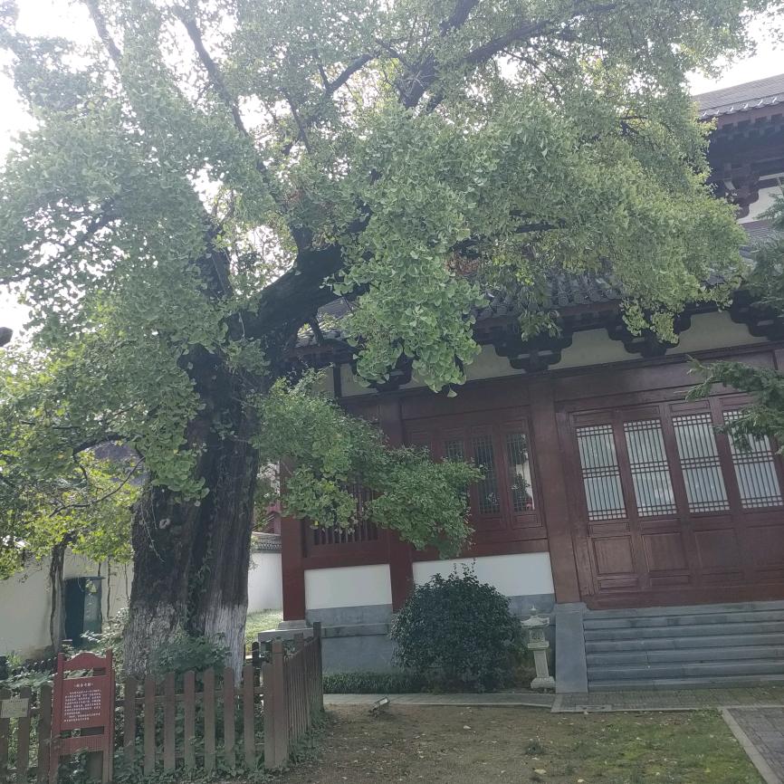 缘妙～正缘堂德晖