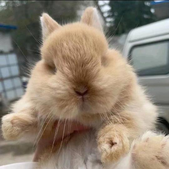 菠萝包๑