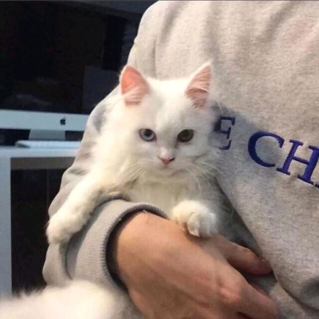 猫子（村一澜）