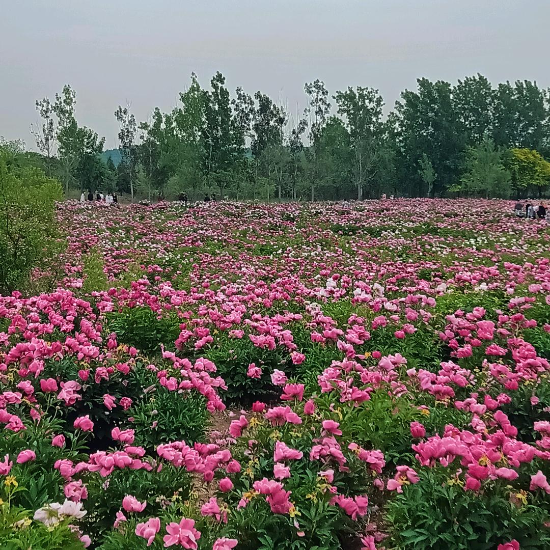 向阳花开