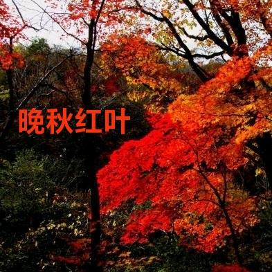 晚秋红叶