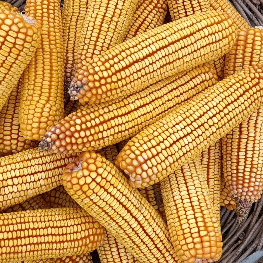 广平县梁小美农资门市