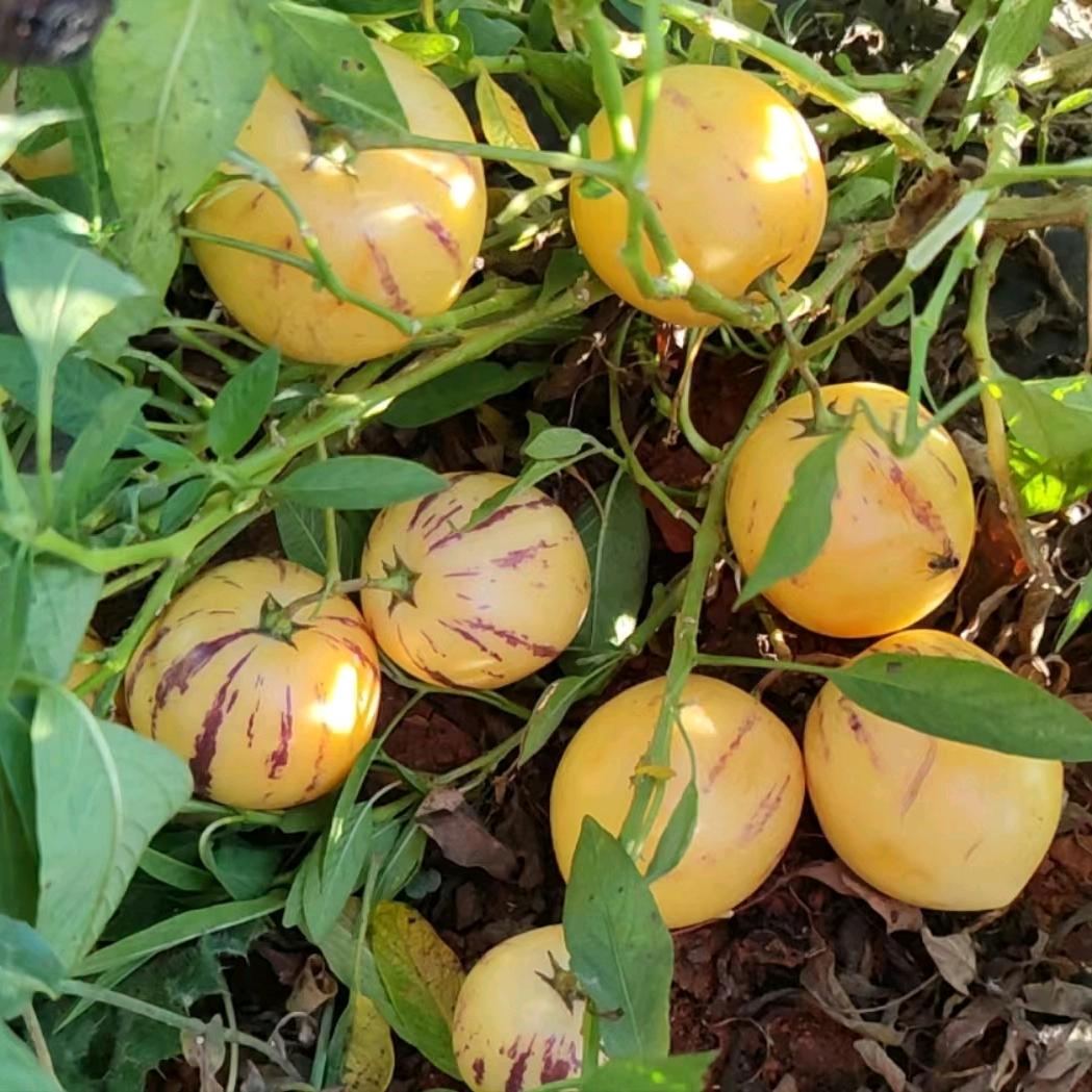 云滇风物果果