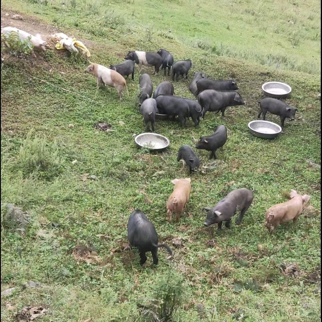 香猪版肉荣