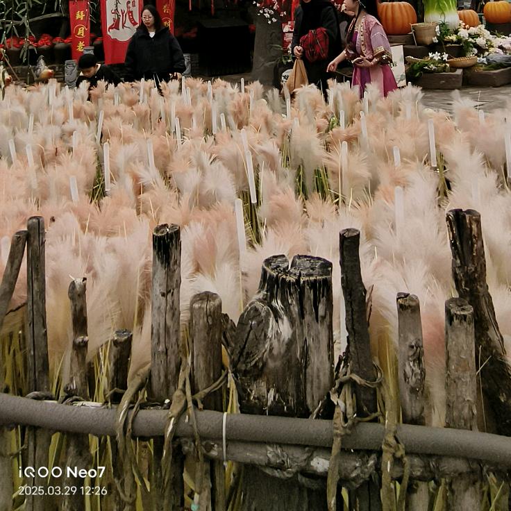 苹果爱豆