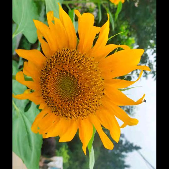 丢了幸福的猪，(人生苦短😊)