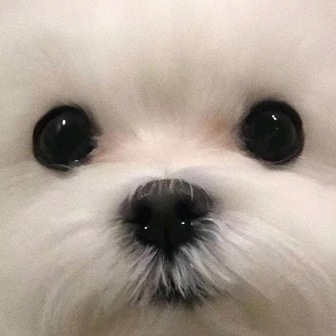 狗都不李
