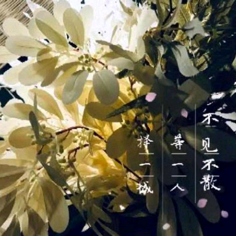 ✨紫色的鸢尾✨