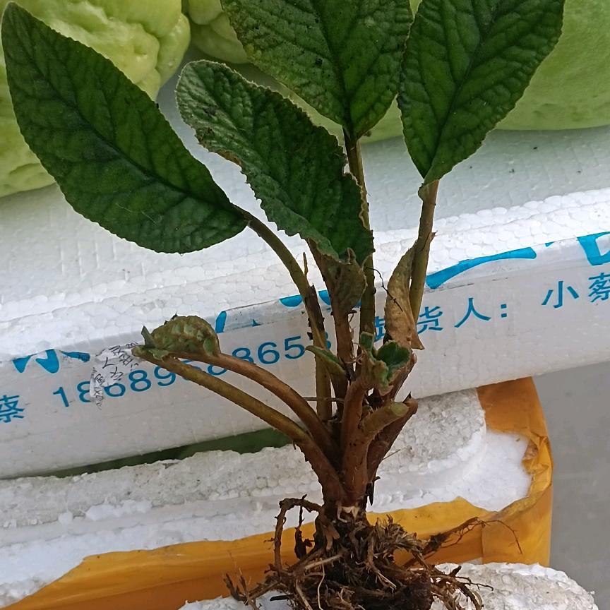 老农民