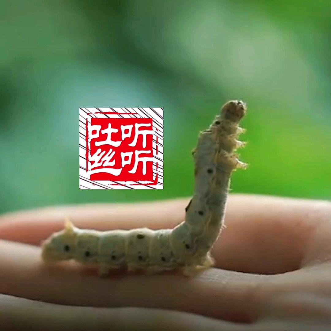 听听吐丝