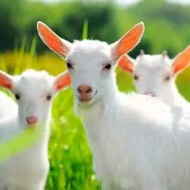 发酵羊粪鸡粪厂家