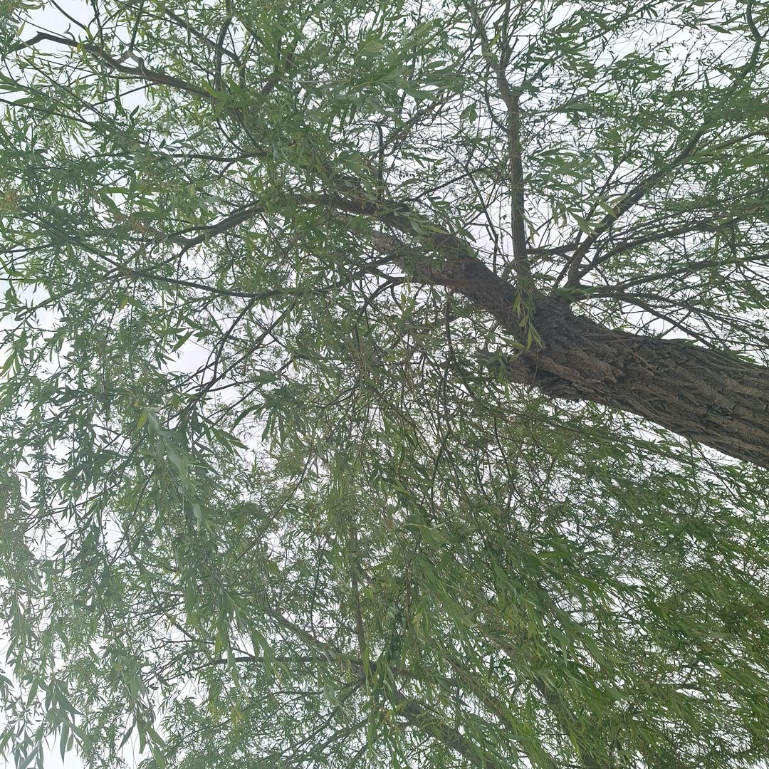 糊涂糊涂