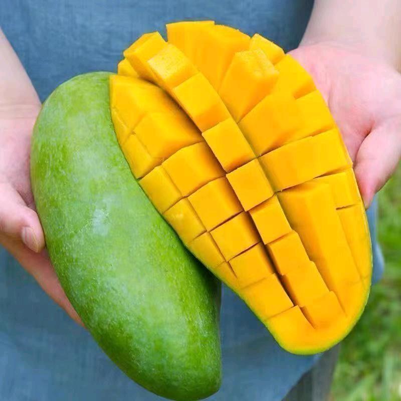 🥭芒果🥭