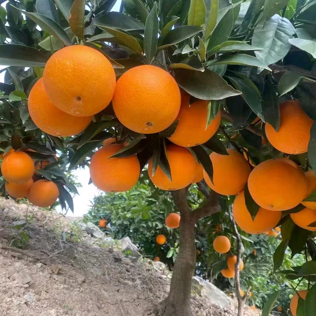 奉节🍊欧妹子（每天不定时直播）