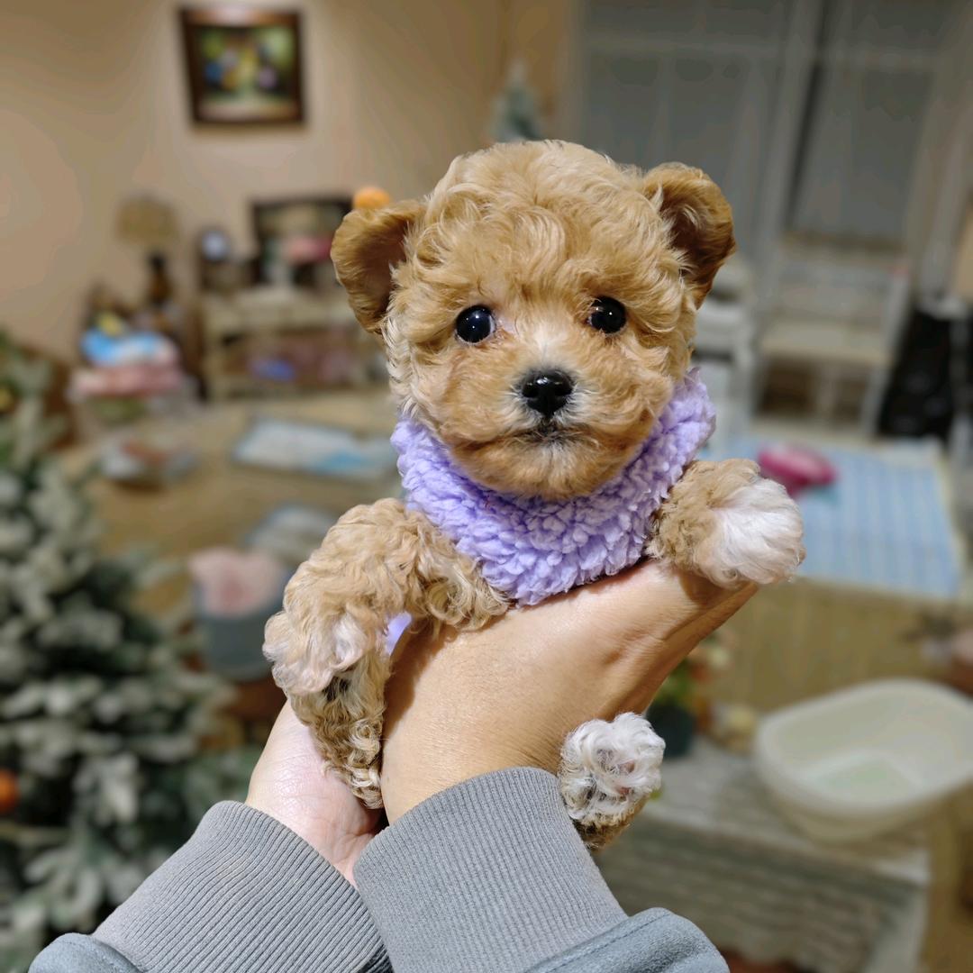 佛山泰迪之家