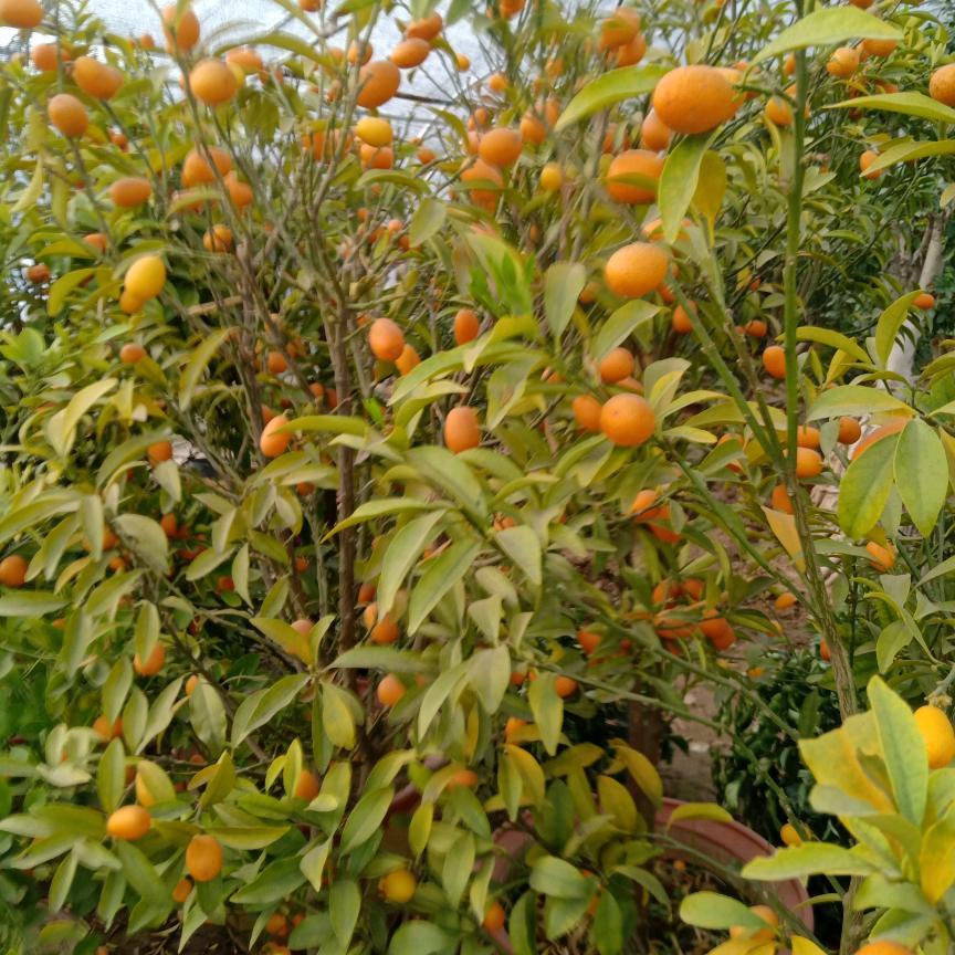 多年以后
