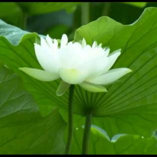 淡然（平安健康）