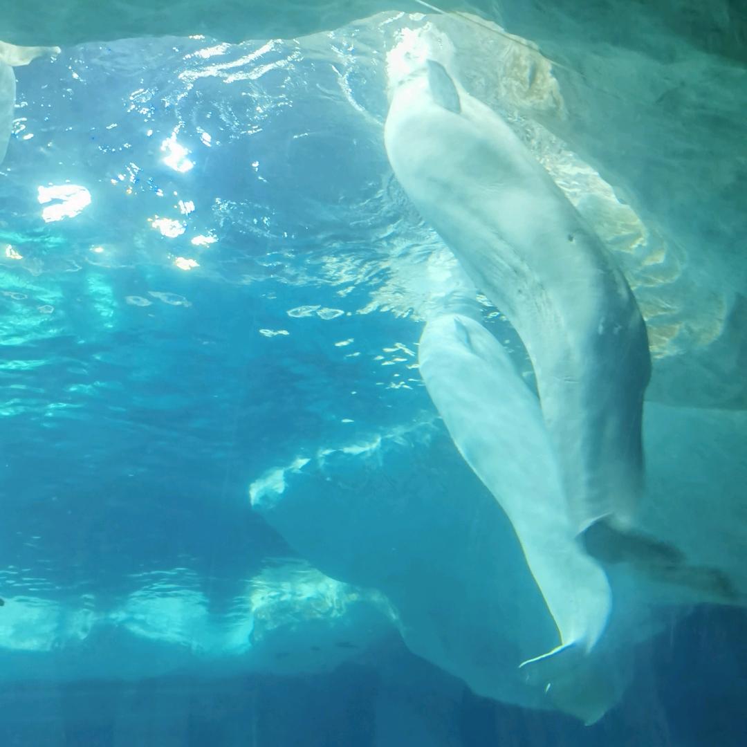 平安桐庐天蓬哥