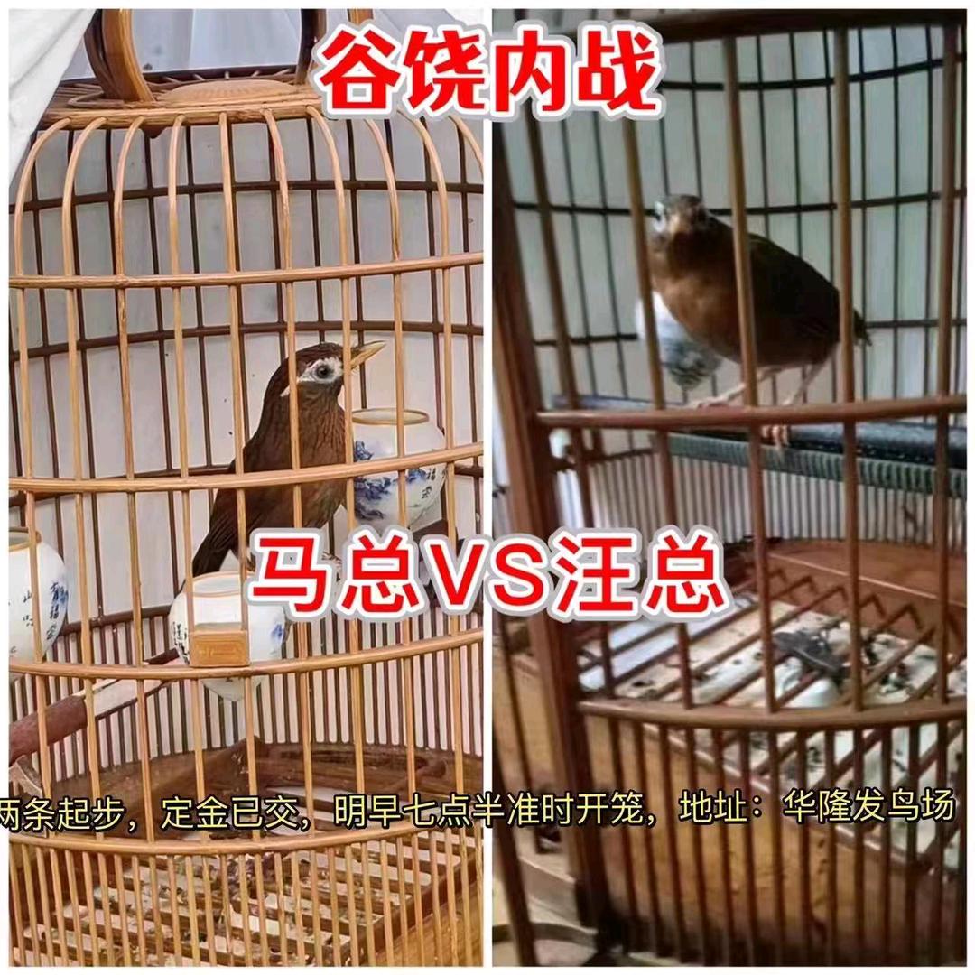 包袋花样机小龙哥