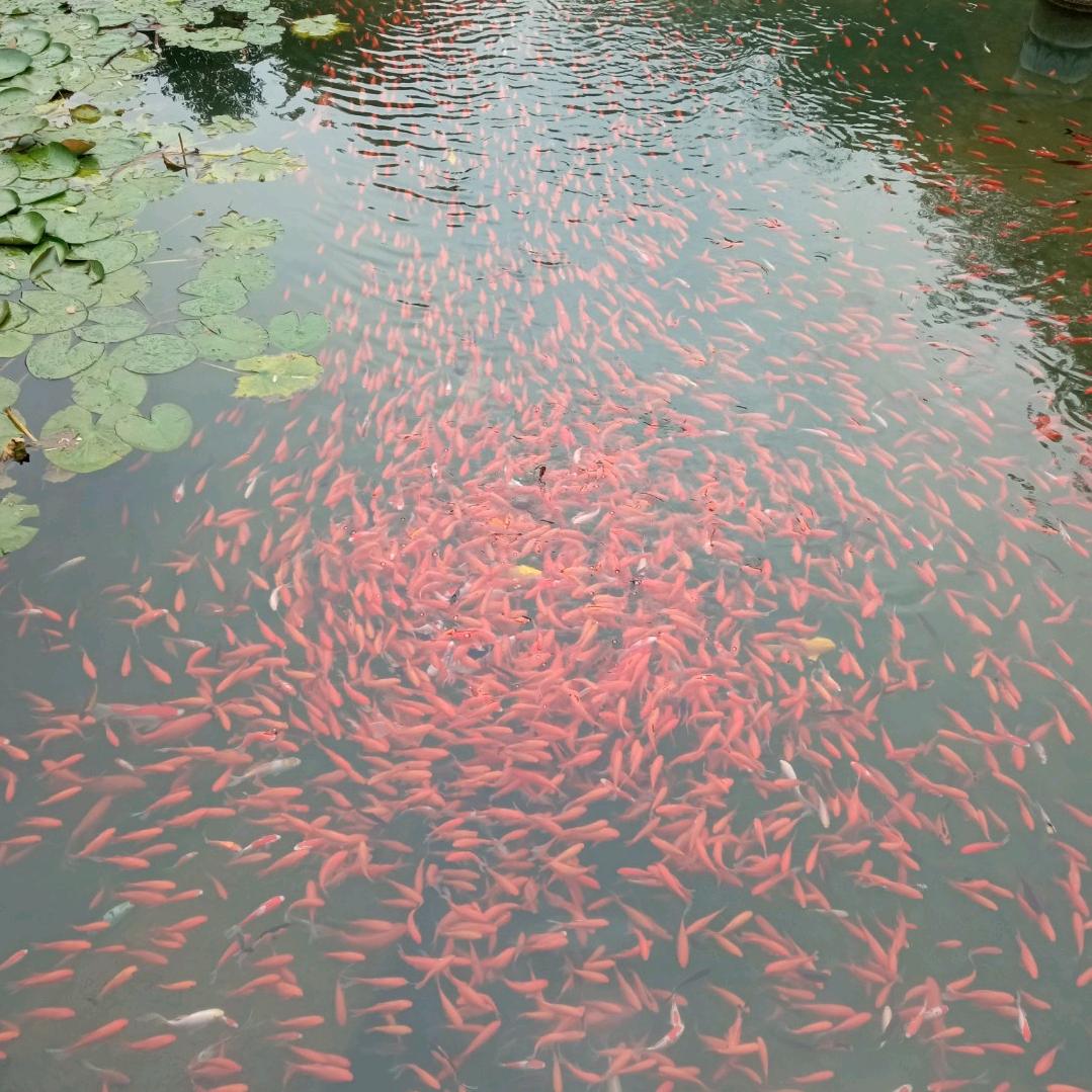 阳光明媚