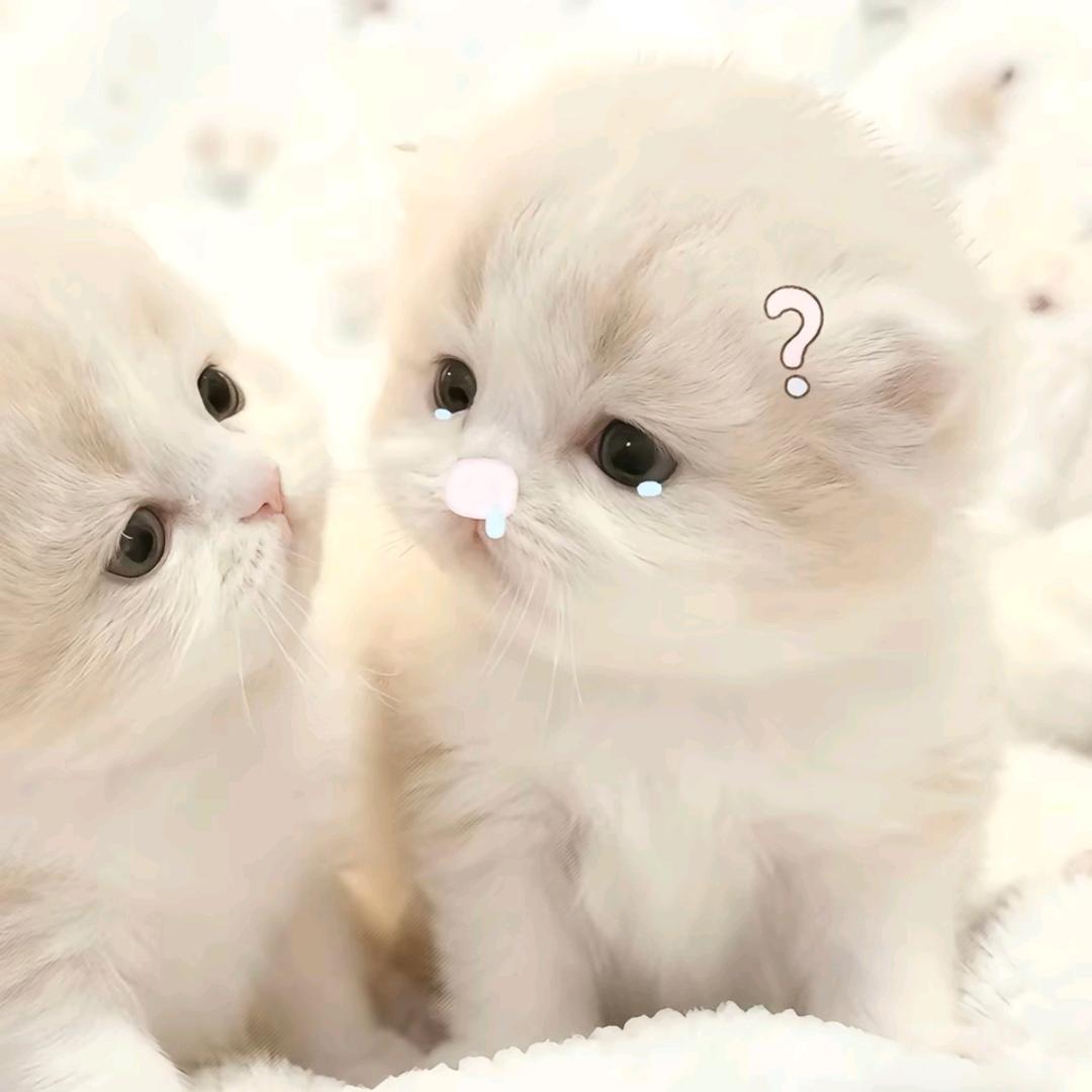 心碎小猫🐱