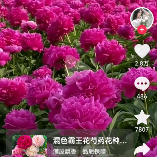 老玩童226